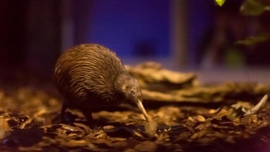 Learn about the unique kiwi and observe natural behaviour in the purpose built state-of-the-art nocturnal enclosure.