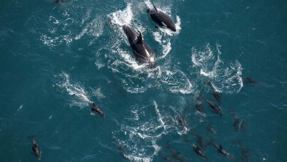 Orca whales visiting the coastline, interacting the local Dusky Dolphins