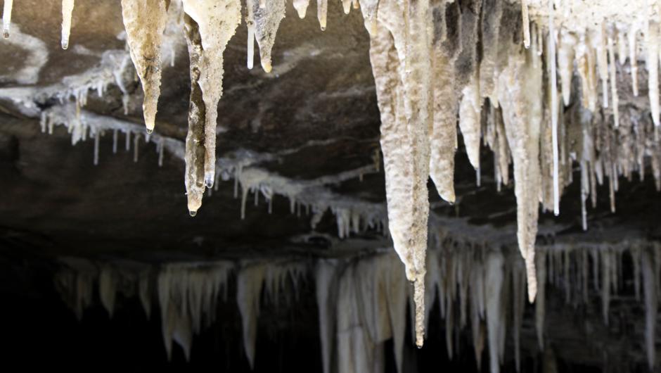 Amazing stalactite formations on the roof of the Metro Cave near Charleston on the West Coast.