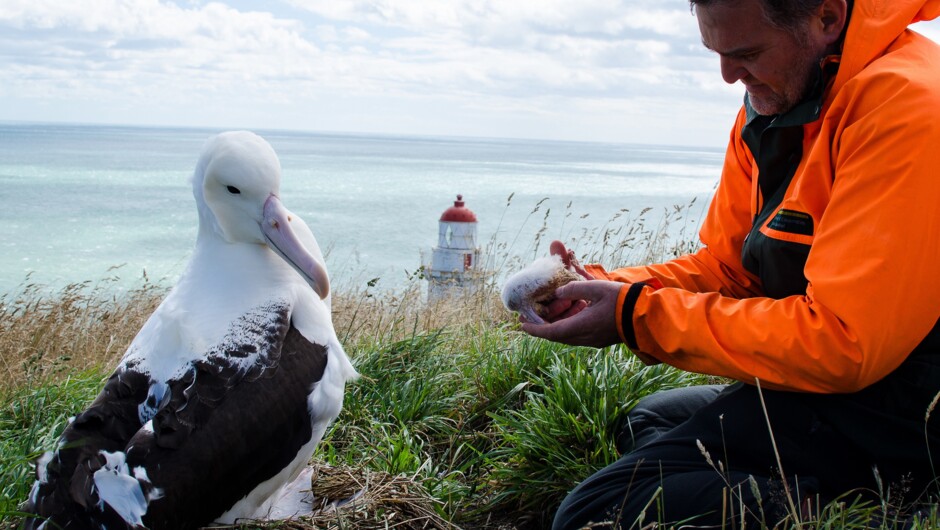 Albatross chick with DOC Ranger at Pukekura/Taiaroa Head