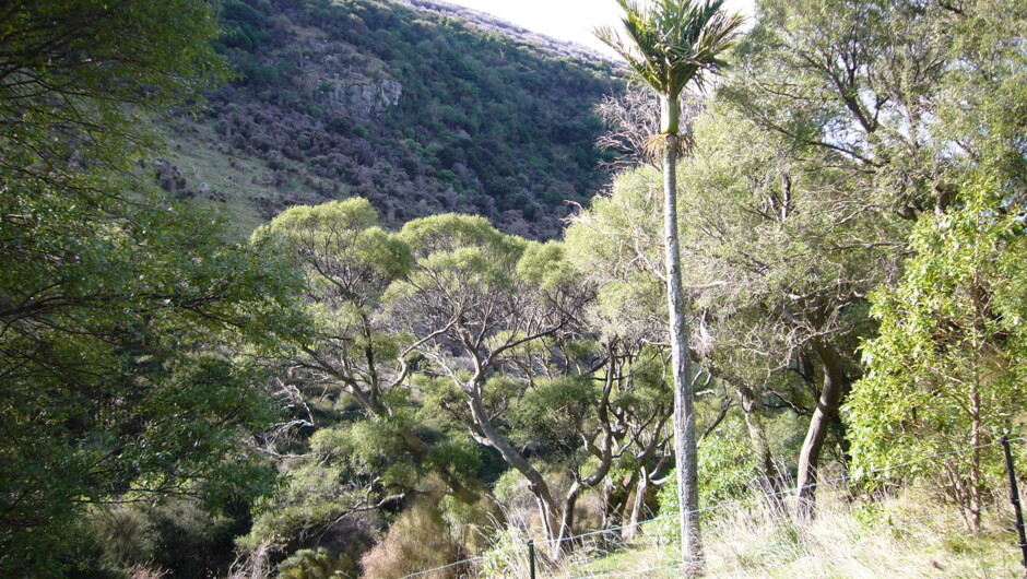 Tree ferns while walking down to Flea bay