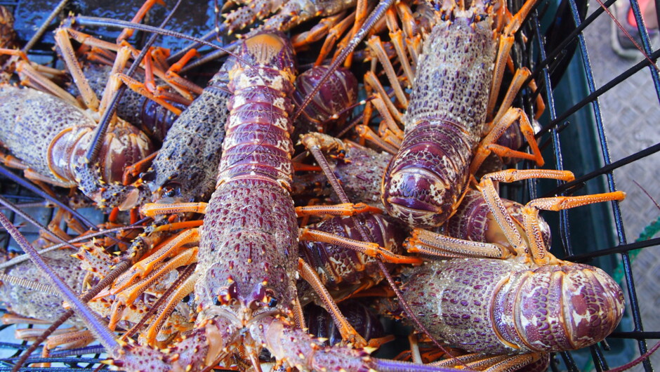 Lobster Kaikoura style