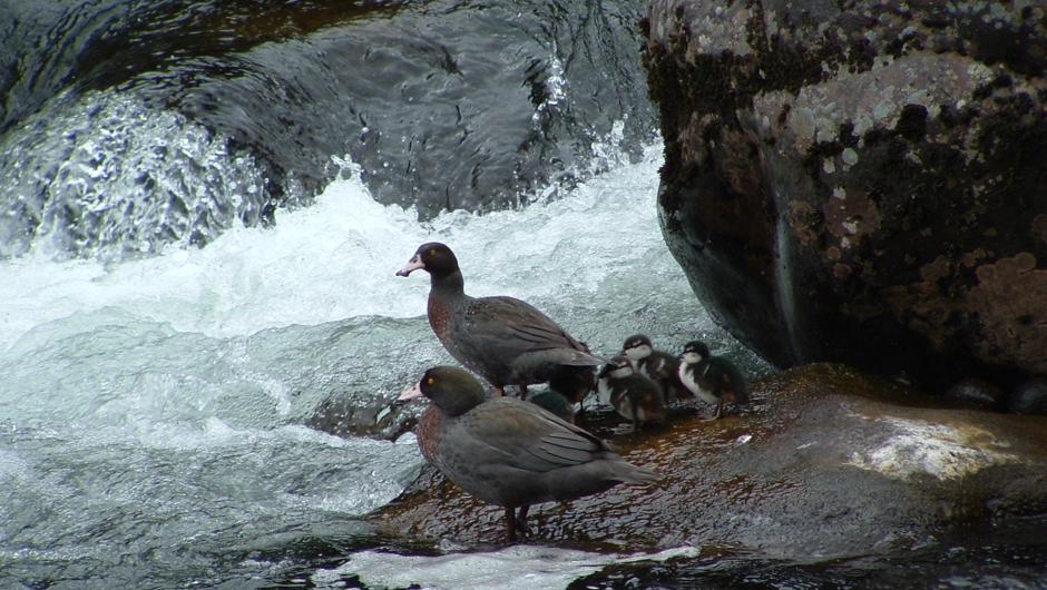 Whio and chicks on the Tongariro River