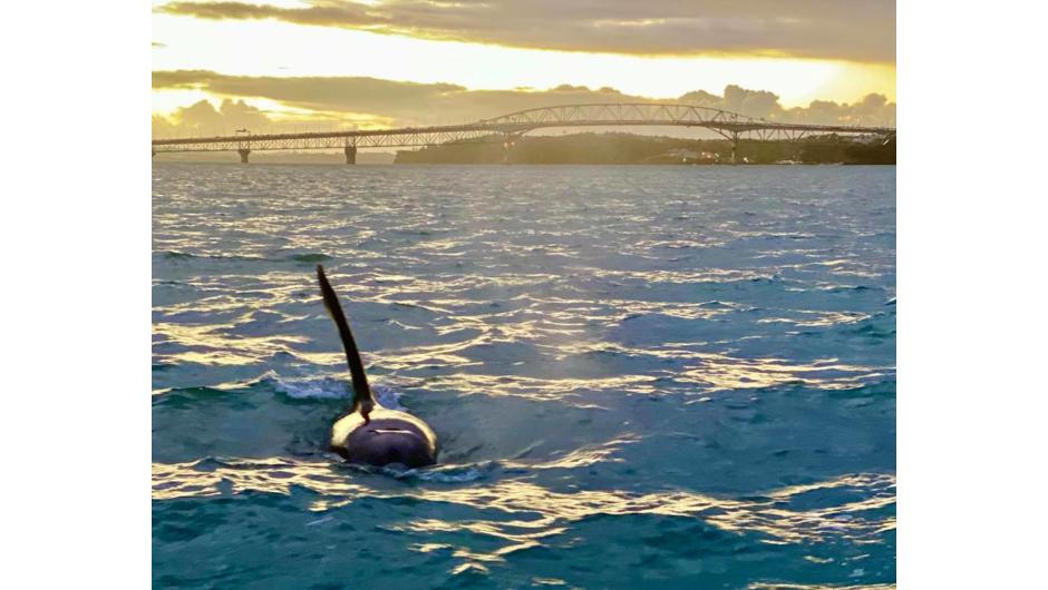 Orcas on a sunset sunkissed gourmet sailing adventure dinner cruise up by the Auckland Harbour Bridge. 
(I think they were waiting for the Bungy Jumpers).