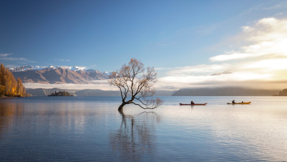 The most photographed tree in New Zealand, Wanaka