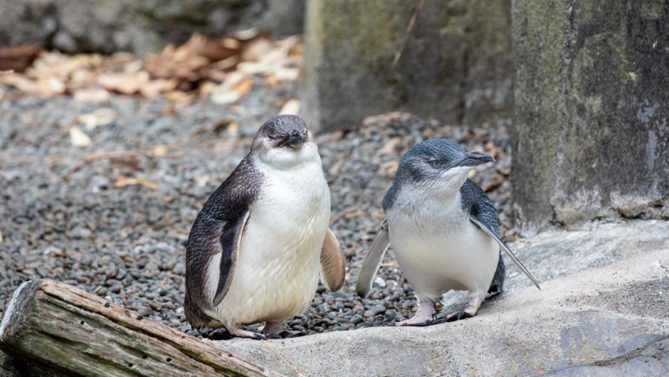 Kororā/little penguin