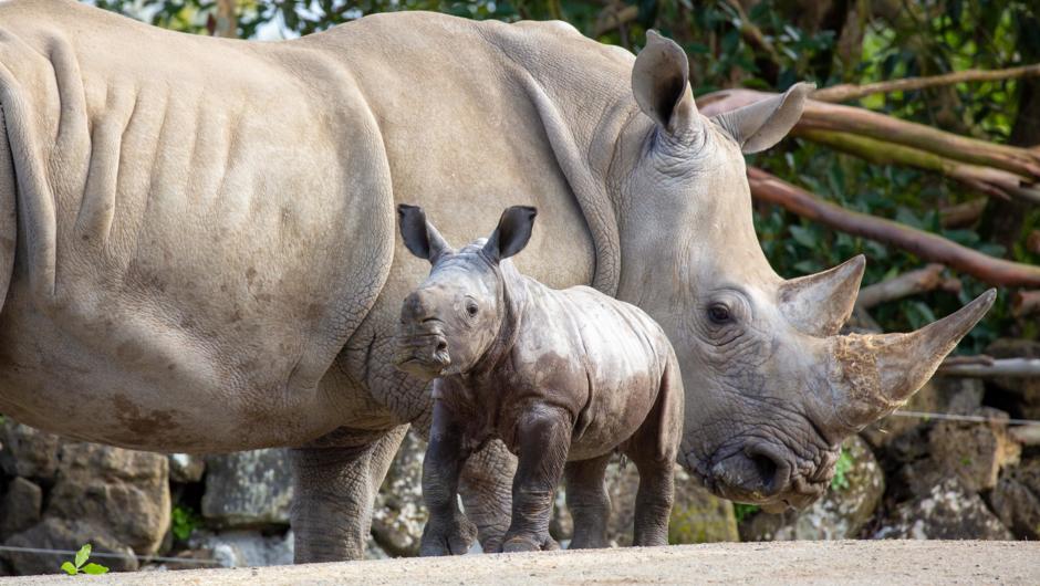 Rhino mum Jamila with calf Nyah