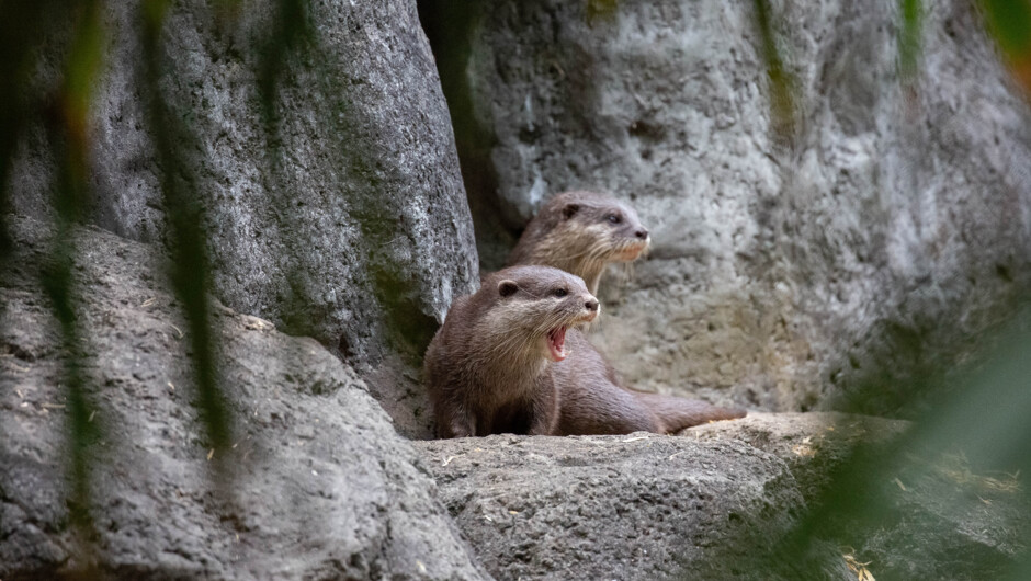 Otter parents Takumi and Kanan