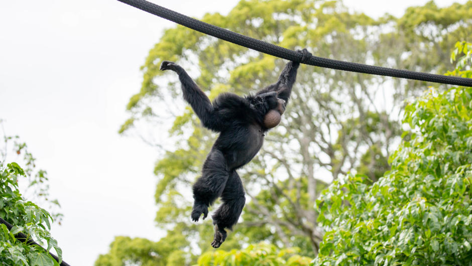 Siamang in new South East Asia Jungle Track