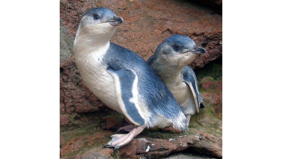 Two white-flippered penguin chicks ready to go out to sea.