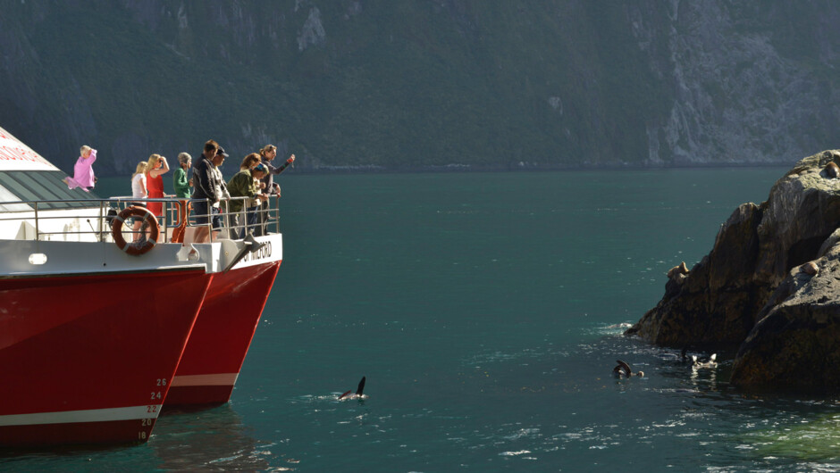 Spotting seals in Milford Sound