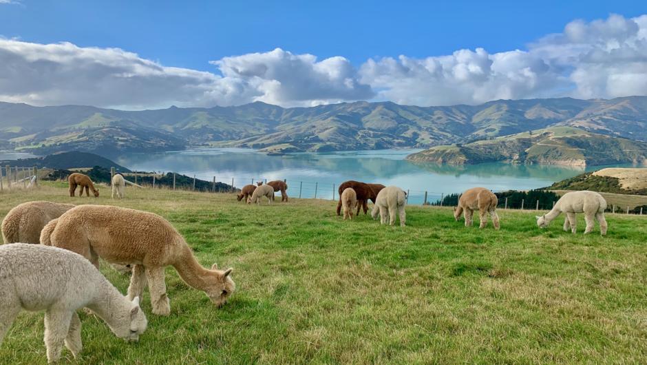 Peaceful and majestic alpacas