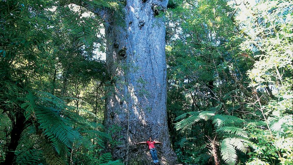 Tane Mahuta - Giant Kauri Tree