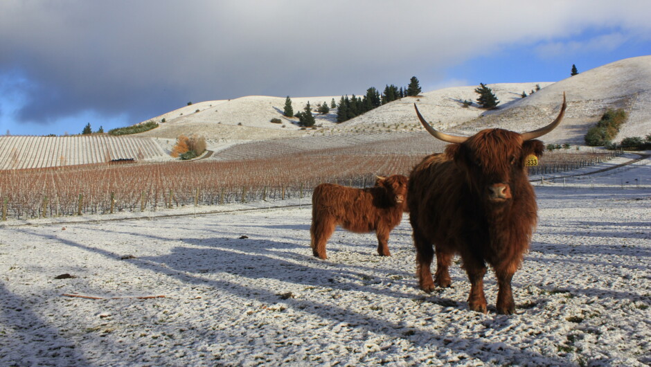 Highland Cattle in the Vineyard