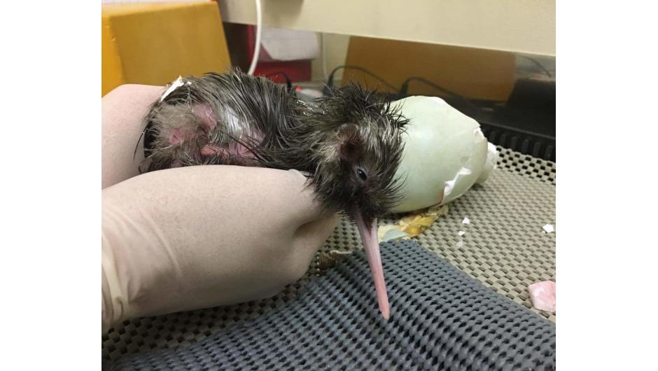 A rowi kiwi chick that has just hatched.