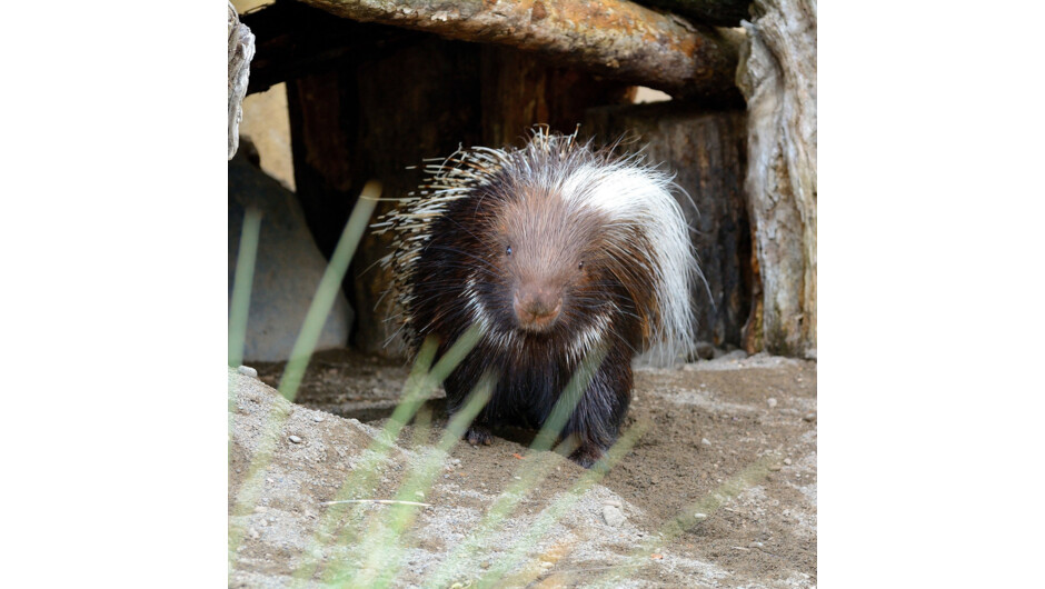 African Crested Porcupine