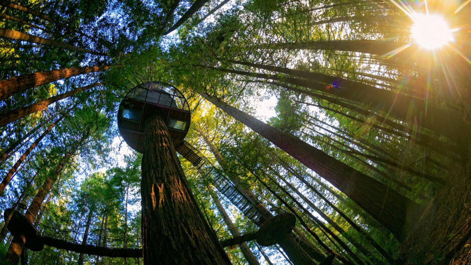 Majestic and magical, the Redwoods Treewalk experience is truly a walk to remember.