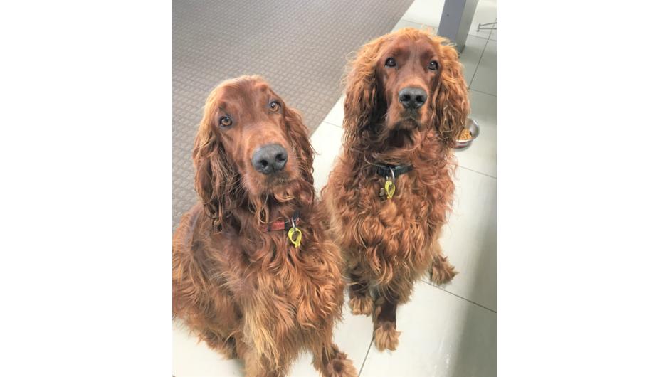 Your four-legged hosts, Riley and Fergus