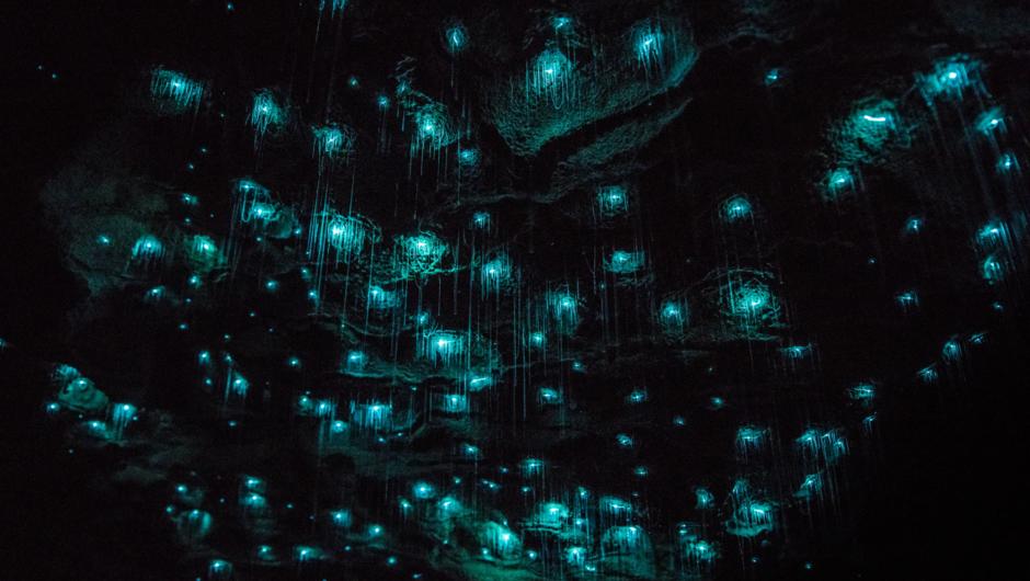Hundreds of twinkling glowworms.