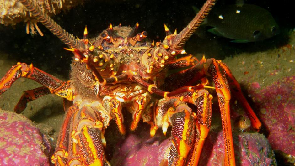 Close up crayfish, Cathedral Cove Dive &amp; Snorkel.