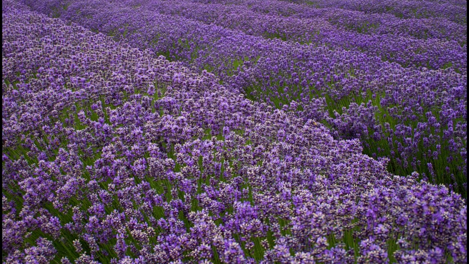 Stunning Lavender Fields of Marlborough