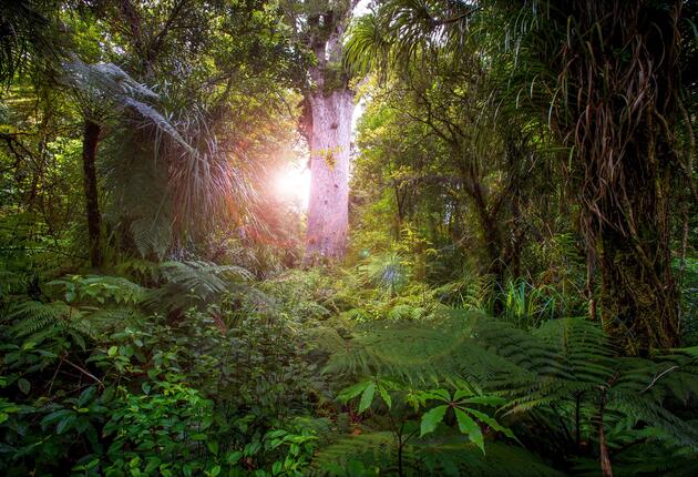 Waipoua Forest – Ein fünfminütiger Spaziergang vom Parkplatz aus bringt dich zum Fuß des Tāne Mahuta, dem wahrscheinlich größten Baum, den du je zu Gesicht bekommen hast.