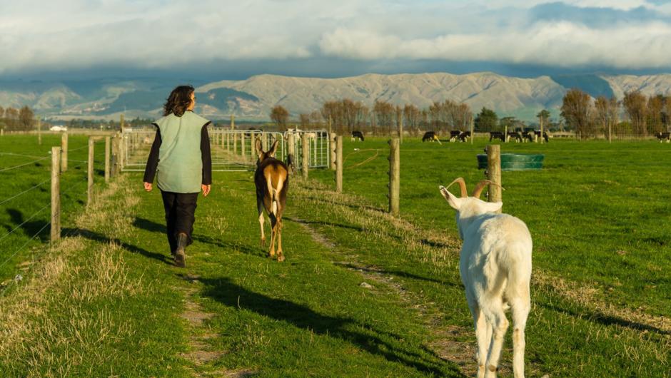 Marie enjoys a walk down the farm with some of her fur babies.