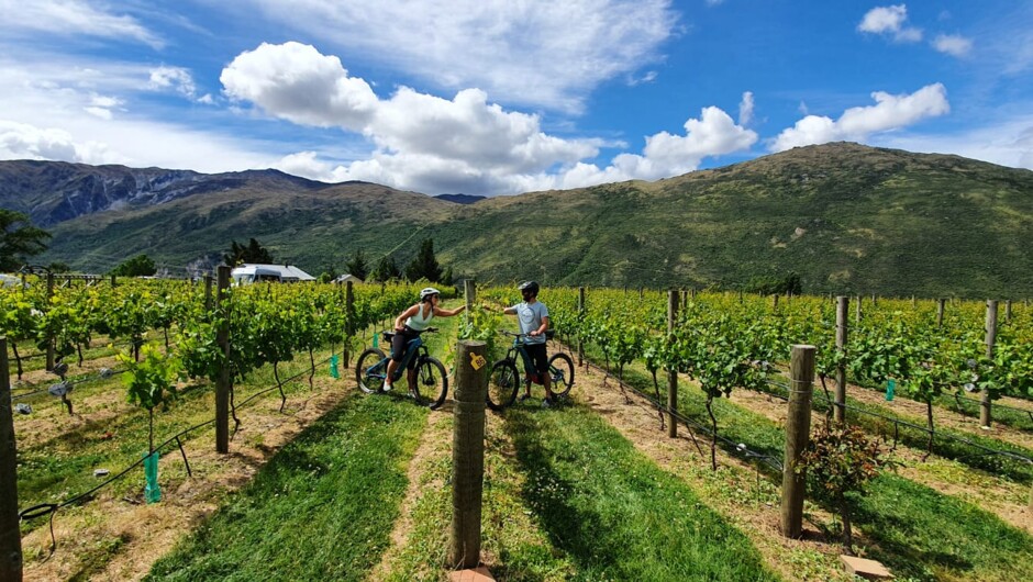 Ride to the Vines