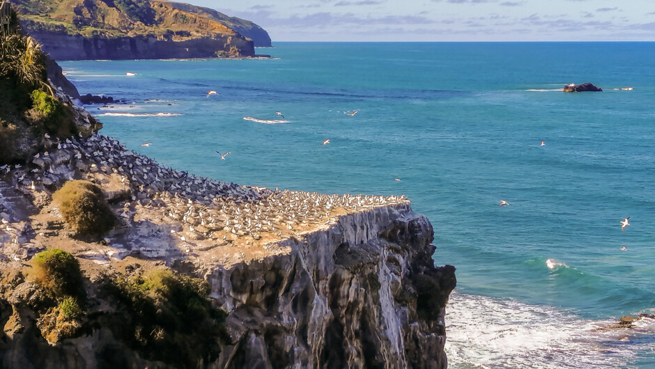 The Muriwai Gannet Colony west of Auckland
