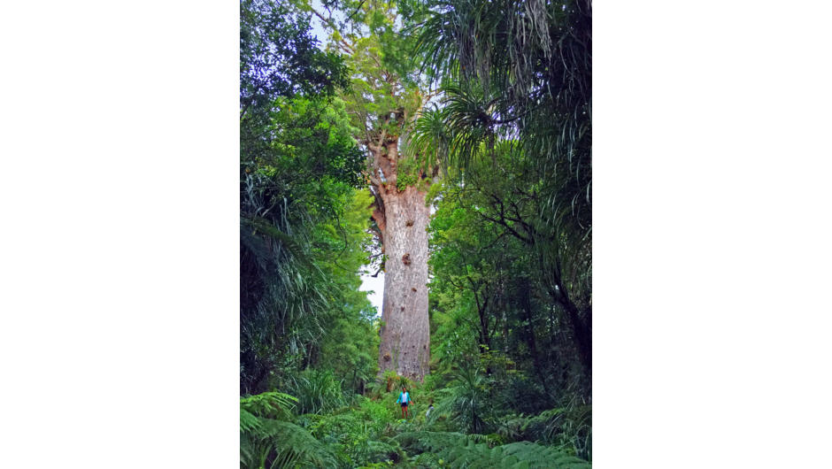 Visit Tane Mahuta, the mighty Kauri tree, in the Waipoua Forest