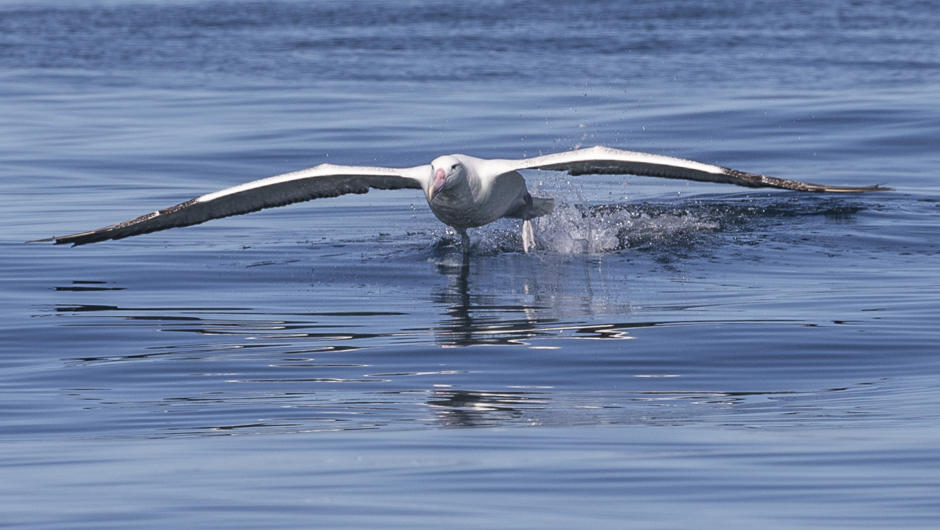 Southern Royal Albatross taking off on a calm day at sea. (3.5 windspan)
