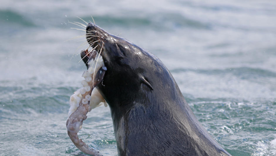 New Zealand fur seal frasts on an octopus nearby the boat