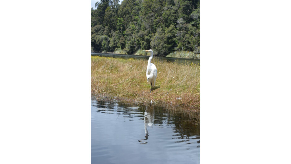 Friendly and rare white herons