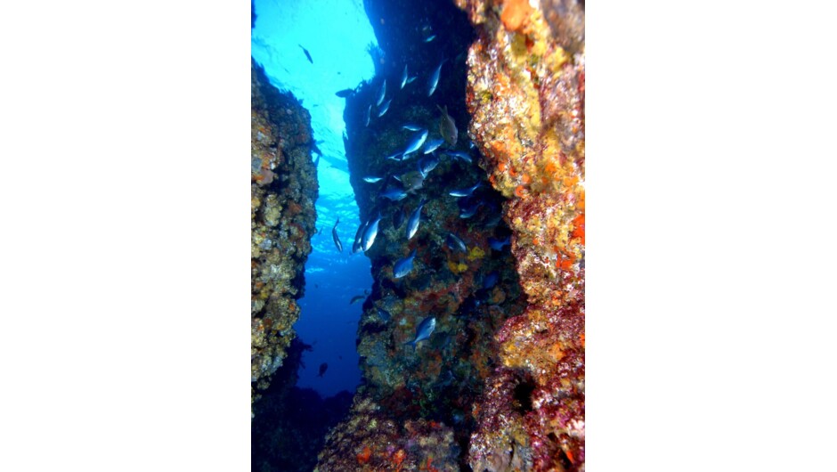 Dive! Tutukaka Poor Knights Islands