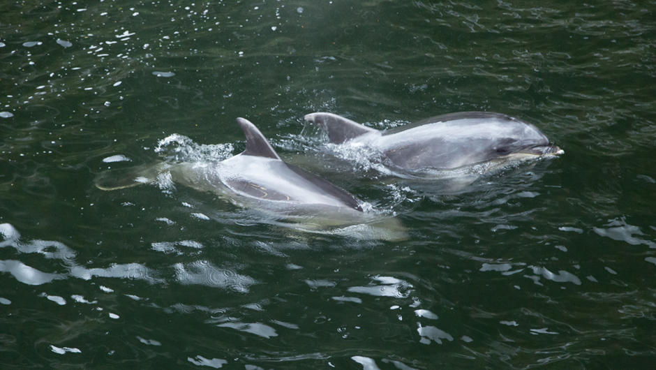 Dolphins, Milford Sound