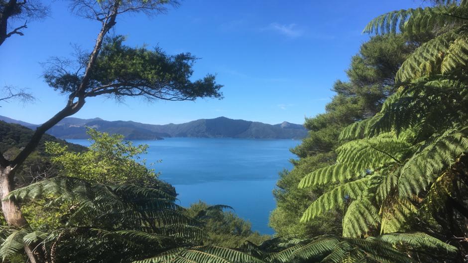 Stunning scenery on the Queen Charlotte Track