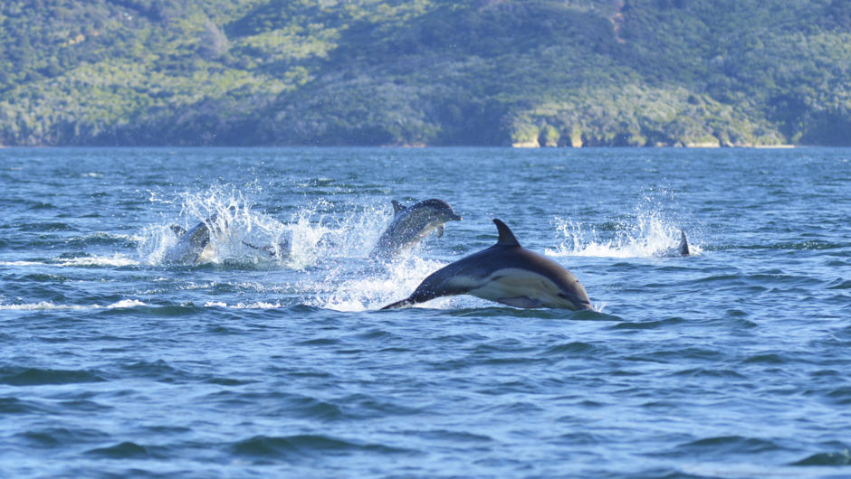 Dolphin spotting in Marlborough Sounds