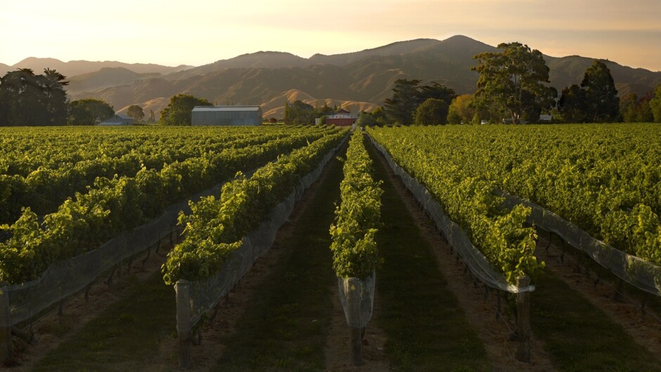 Marlborough vineyard at sunset