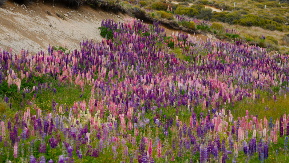 Lupins at Lake Lyndon