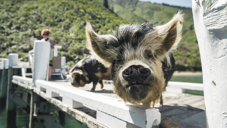 Friendly pigs welcoming mail run visitors to the outer Pelorus Sound