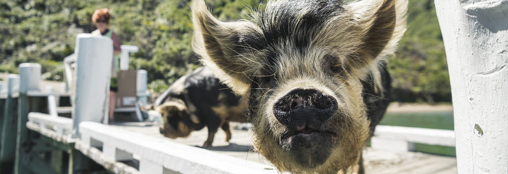 Freundliche Schweine begrüßen die Besucher auf dem Postboot in den äußeren Pelorus Sounds