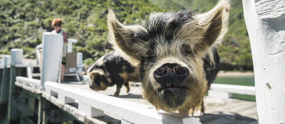 友善的小猪欢迎邮船客人来到罗盘峡湾