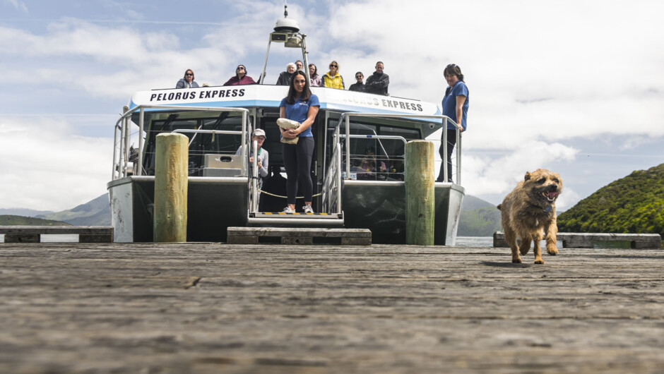 Friendly dog welcoming the Pelorus Express to their jetty