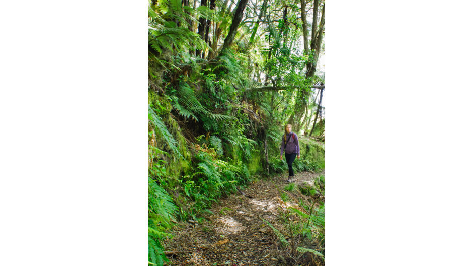 Tarawera Trail Bush Trail