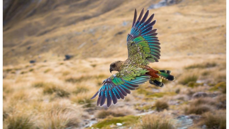 Trips & Transfers ~Nelson Lakes & Beyond is a proud sponsor of the Kea Conservation Trust