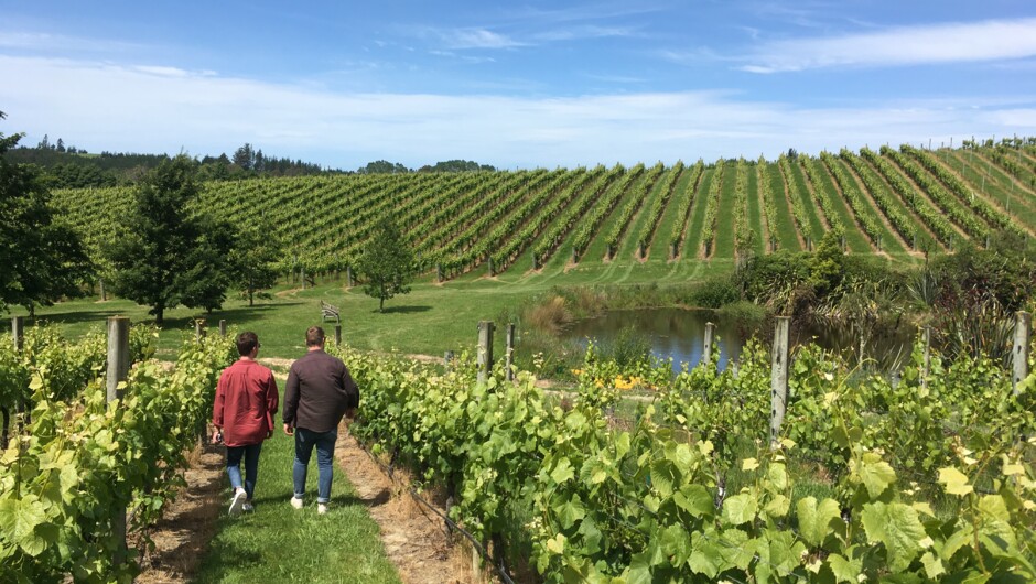 Vineyard walk at Flaxmore