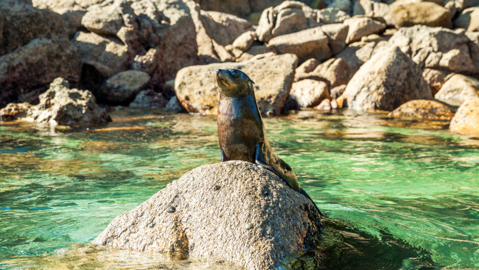 Fur Seal bathing on a rock