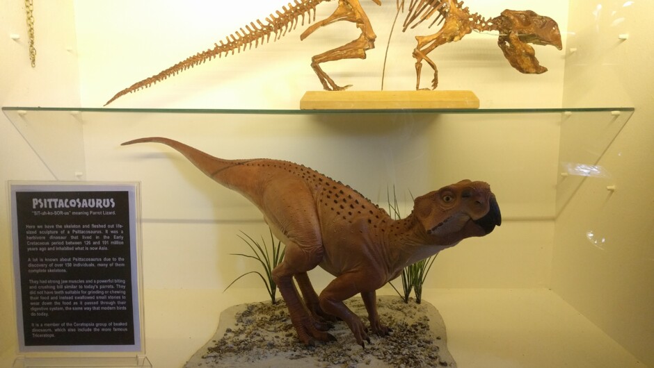 This is our Psittacosaurus dinosaur. The name means parrot  lizard for obvious reasons.