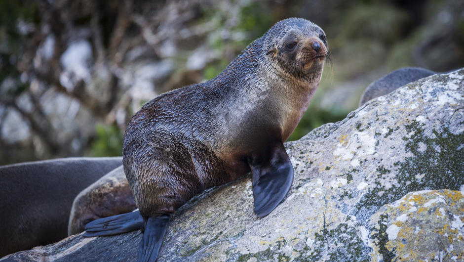Seals in Milford Sound