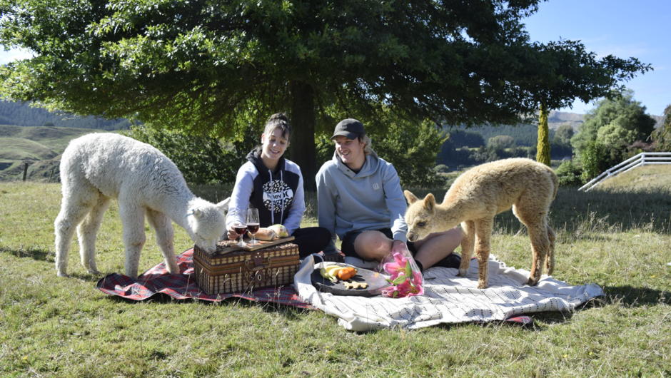Sit back and relax with an alpaca picnic
